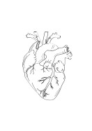 Heart Anatomy Line Art | Crea il tuo poster