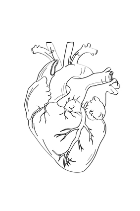 Heart Anatomy Line Art