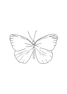 Butterfly Line Art | Crea il tuo poster