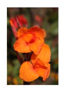 Bright Orange Flowers | Crea il tuo poster