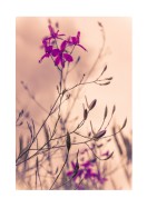 Purple Flowers Close-Up | Crea il tuo poster
