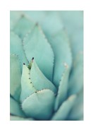 Agave Plant Leaves | Crea il tuo poster