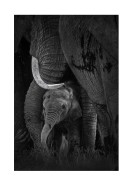 Newborn Elephant With Mother | Crea il tuo poster