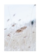 Reeds In Winter | Crea il tuo poster