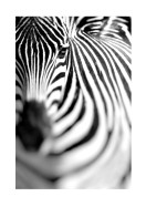 Zebra Portrait | Crea il tuo poster