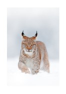 Lynx In Winter Landscape | Crea il tuo poster