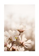 Magnolia Flowers In Spring | Crea il tuo poster