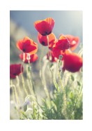 Poppies In The Evening Sun | Crea il tuo poster