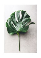 Monstera Leaf | Crea il tuo poster