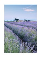 Lavender Fields In France | Crea il tuo poster