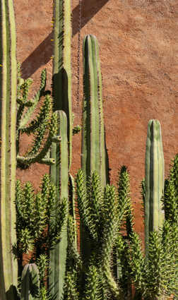 Cactus Plant In The Sun