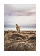 Icelandic Horse In Winter Landscape | Crea il tuo poster