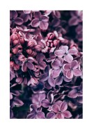 Purple Lilac Bloom | Crea il tuo poster