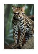 Wildcat In Nature | Crea il tuo poster