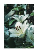 White Lily Flowers | Crea il tuo poster