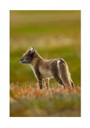 Arctic Fox In The Wild | Crea il tuo poster