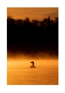 Duck In Morning Light | Crea il tuo poster