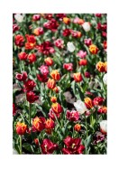 Field Of Colorful Tulips | Crea il tuo poster