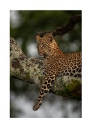 Leopard In A Tree In The Wild | Crea il tuo poster