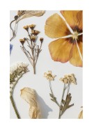 Dried Flowers Collection | Crea il tuo poster